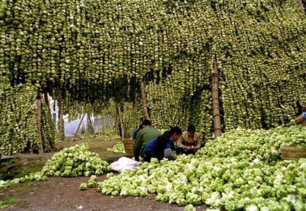 涪陵區(qū)現(xiàn)代農(nóng)業(yè)產(chǎn)業(yè)園的青菜頭豐收之景