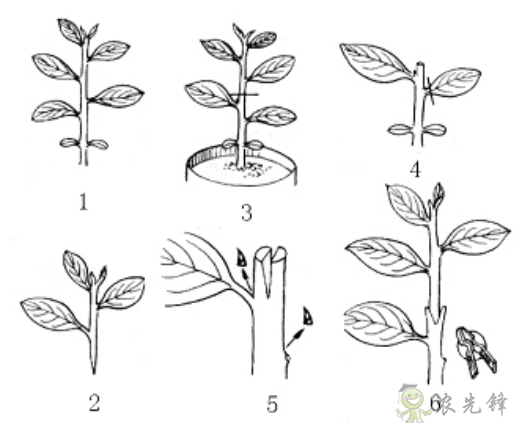 農業科普