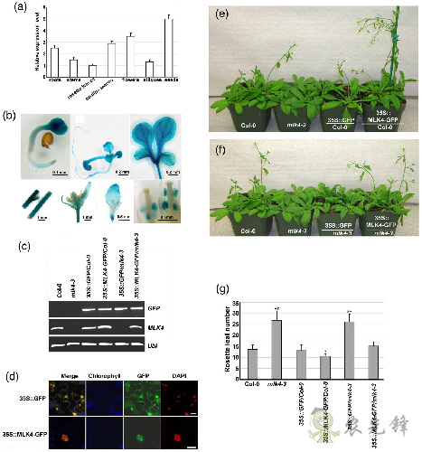 植物開花早晚是如何被精準調控的？