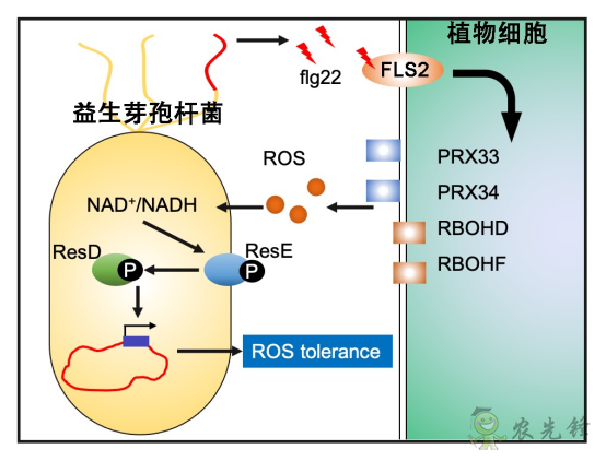 微生物肥料為何低效？