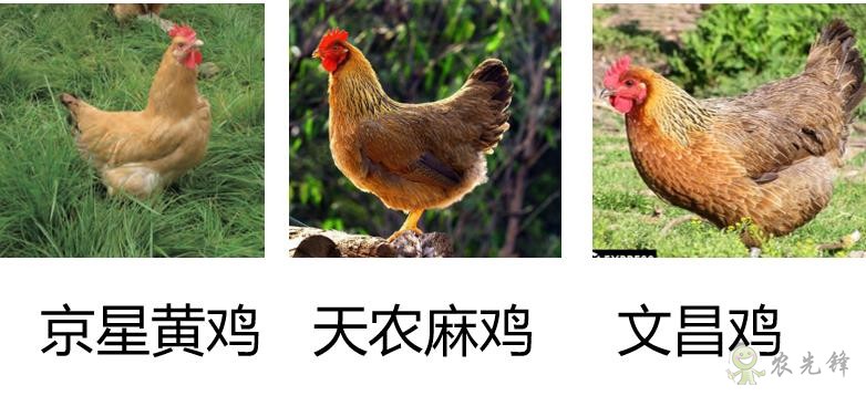 研究揭示我國地方優(yōu)質(zhì)雞雞肉風(fēng)味物質(zhì)成分