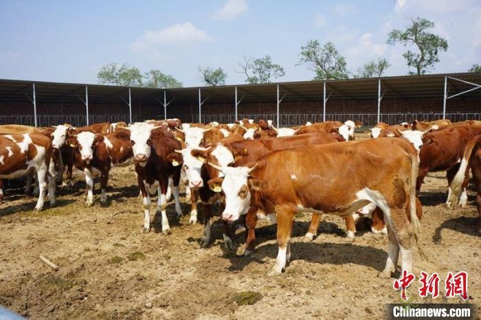 和林格爾縣肉牛養(yǎng)殖基地