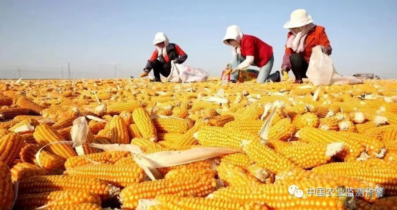 兩部門：繼續(xù)實(shí)施玉米和大豆生產(chǎn)者補(bǔ)貼等政策