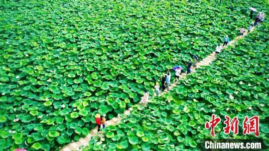 肥西：以“荷”為媒 打造鄉村生態旅游產業