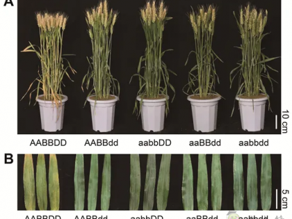 科研進展丨具有高產(chǎn)和氮高效利用潛力的小麥新種質(zhì)誕生