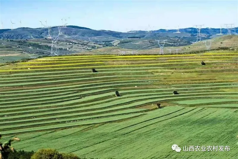 山西：“五好”畜牧領(lǐng)跑農(nóng)業(yè)高質(zhì)量發(fā)展