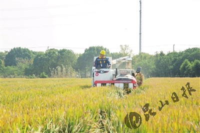 農(nóng)機助力我市稻米全程不落地