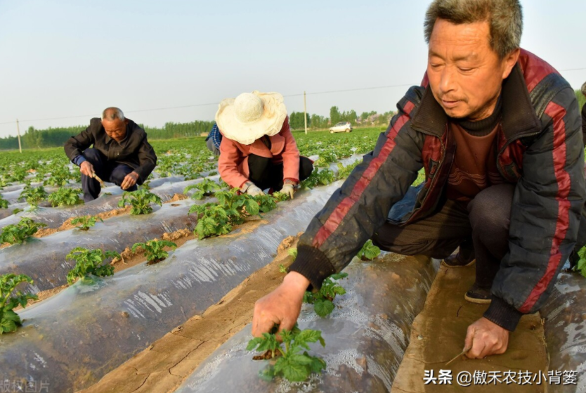 農(nóng)作物起壟種植有哪些好處？起壟時如何確定最佳壟高？