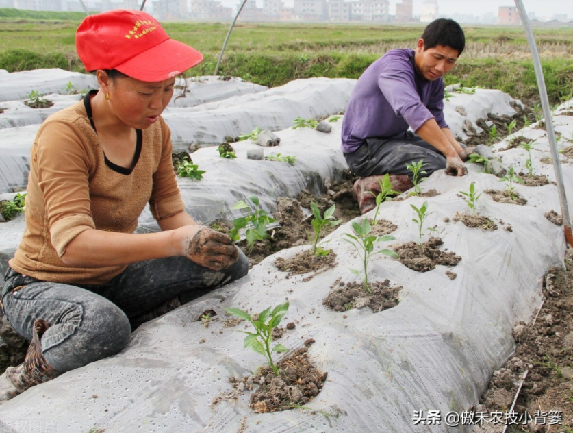 農(nóng)作物起壟種植有哪些好處？起壟時如何確定最佳壟高？