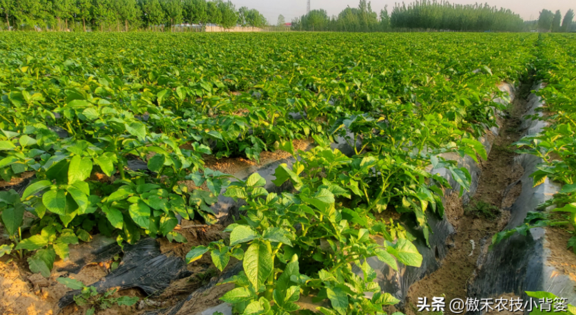 農(nóng)作物起壟種植有哪些好處？起壟時如何確定最佳壟高？