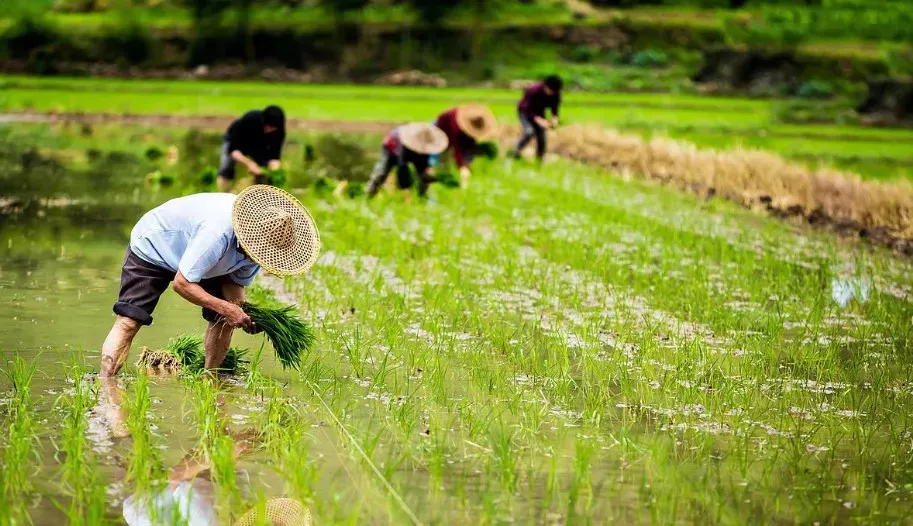 白描 苑鵬：現代化進程中我國農民全面發展的痛點