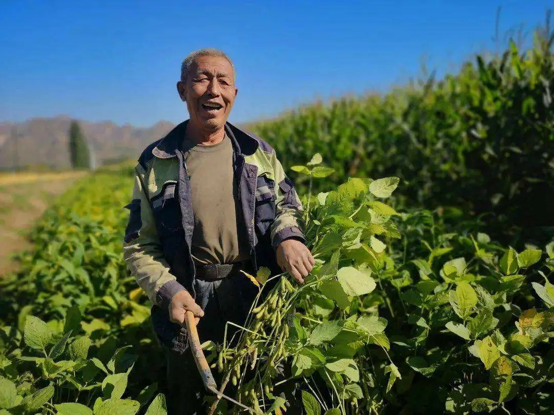 唐仁健部長(zhǎng)多次提到的“玉米大豆帶狀復(fù)合種植技術(shù)”是什么？