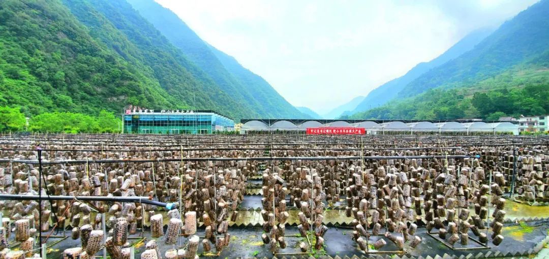 特色產業與康養旅游融合發展的柞水路徑