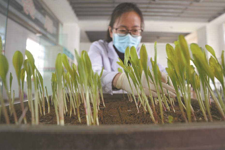 深度透視！農業“芯片”：中國種子戰略