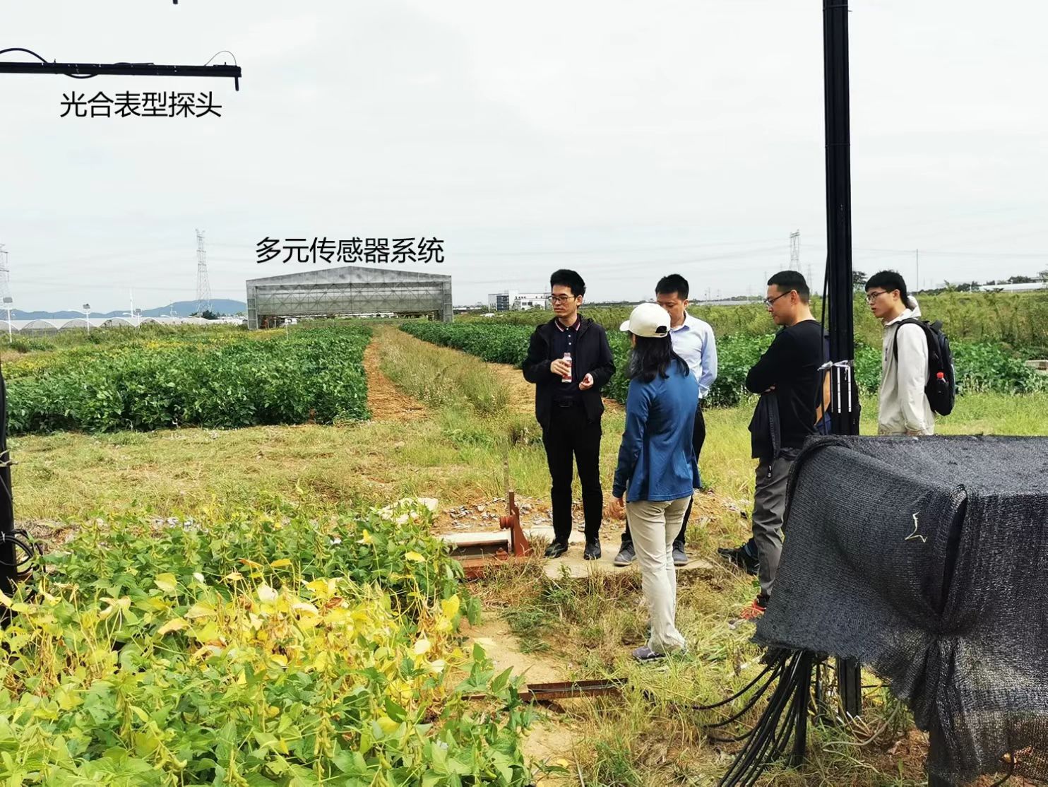 “元宇宙”里也可育種 南京農業大學數字技術賦能農業科研