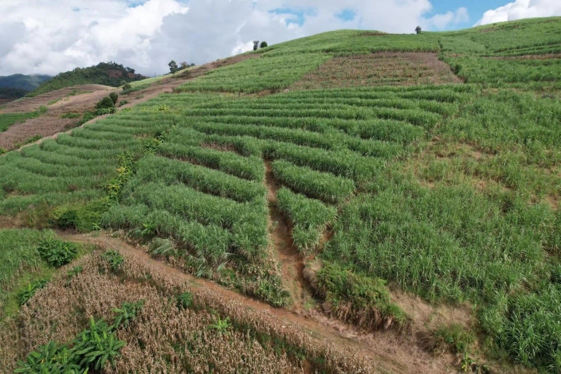 中國農大研發新農機助云南山地甘蔗收割