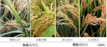 我國科學家找到調(diào)控水稻小麥穗發(fā)芽的“開關”