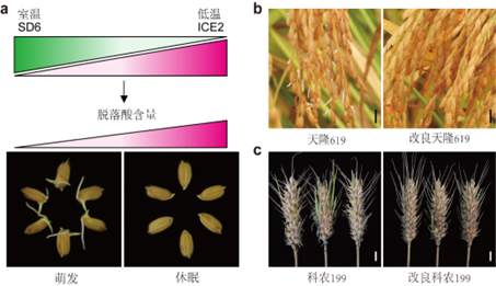 我國科學家找到調(diào)控水稻小麥穗發(fā)芽的“開關”