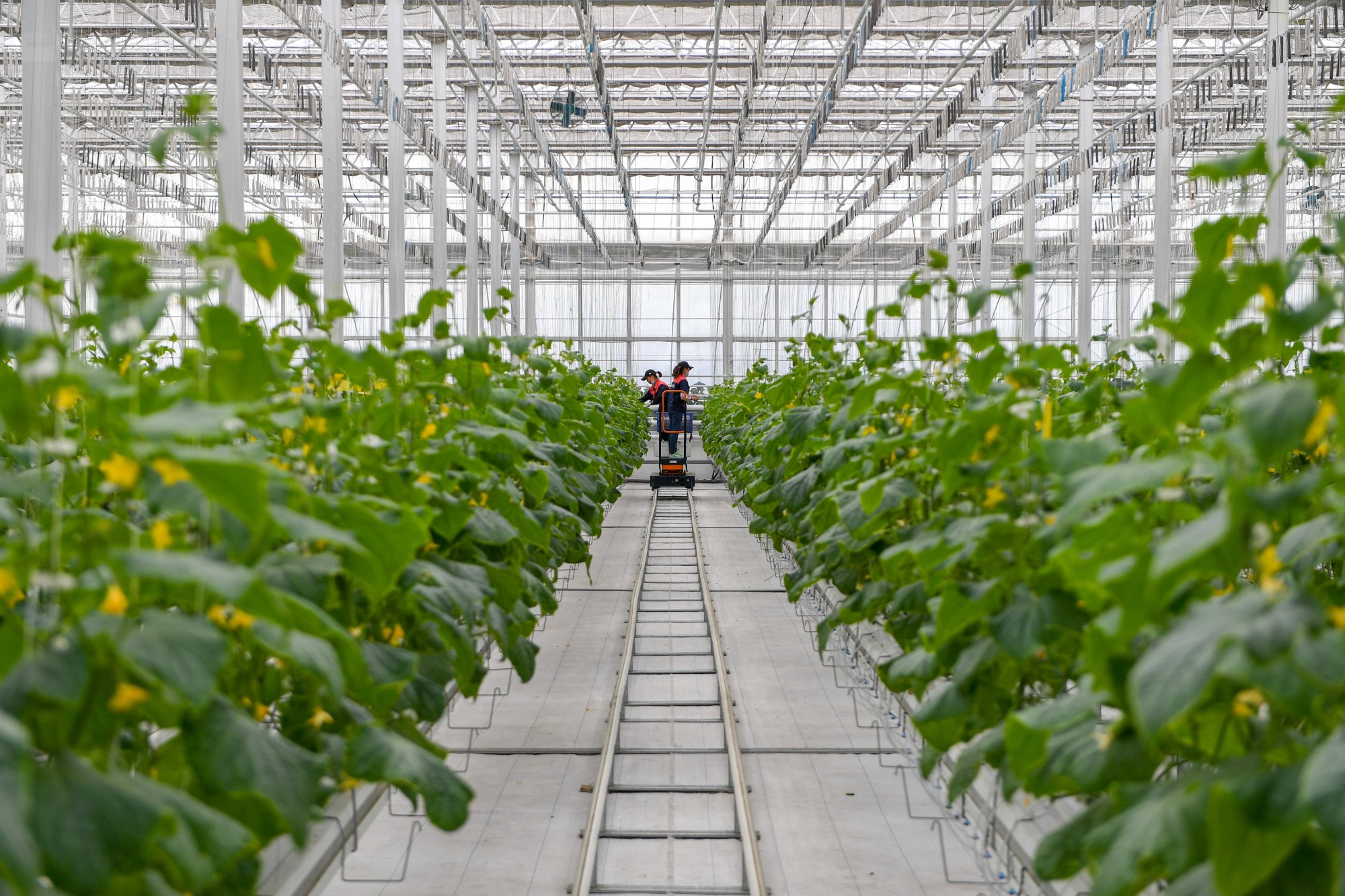 植物工廠拓展農業生產邊界（微觀）